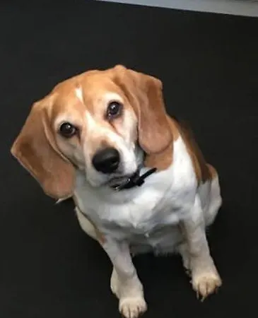 Froehlich فندق بابي